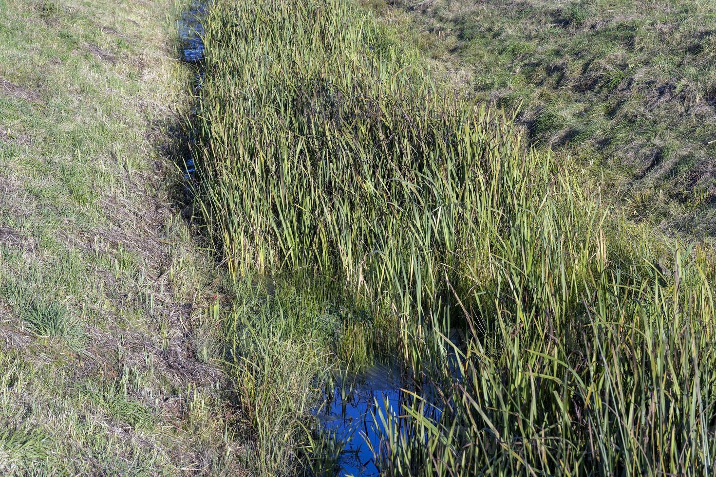 A small ditch with reeds and other plants photo