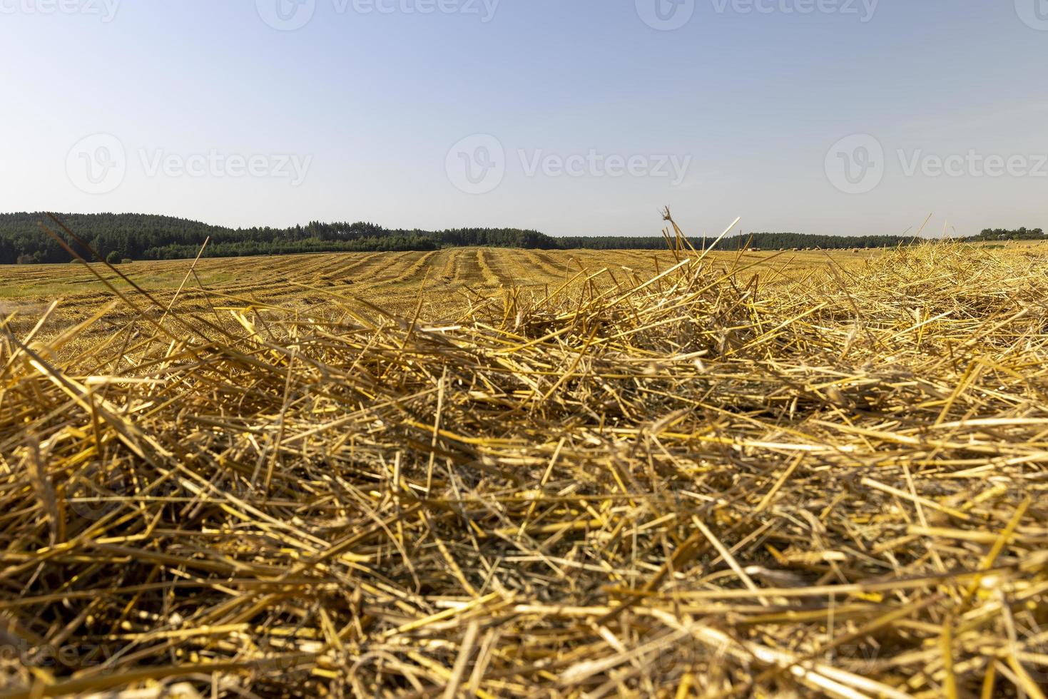 A field with cereals in the summer photo