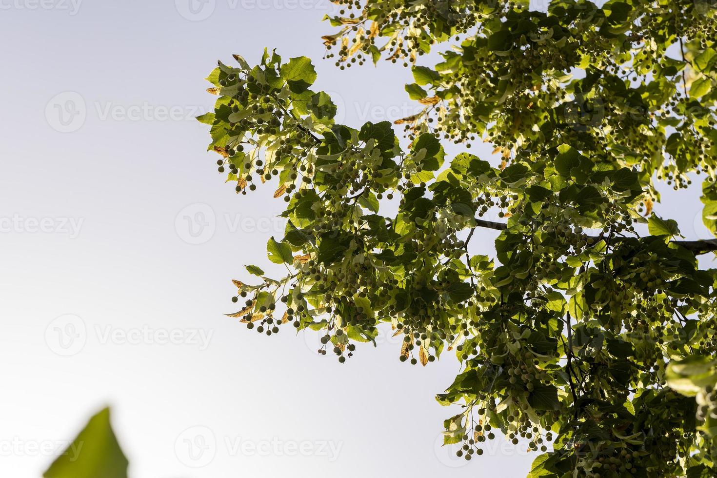 Linden tree at the end of the summer season photo