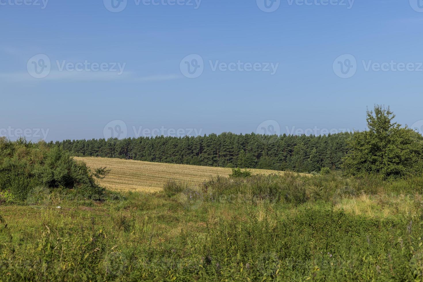 A field with cereals in the summer photo