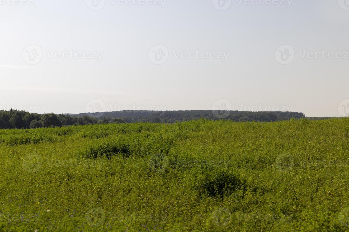 field with grass for harvesting fodder for cows photo