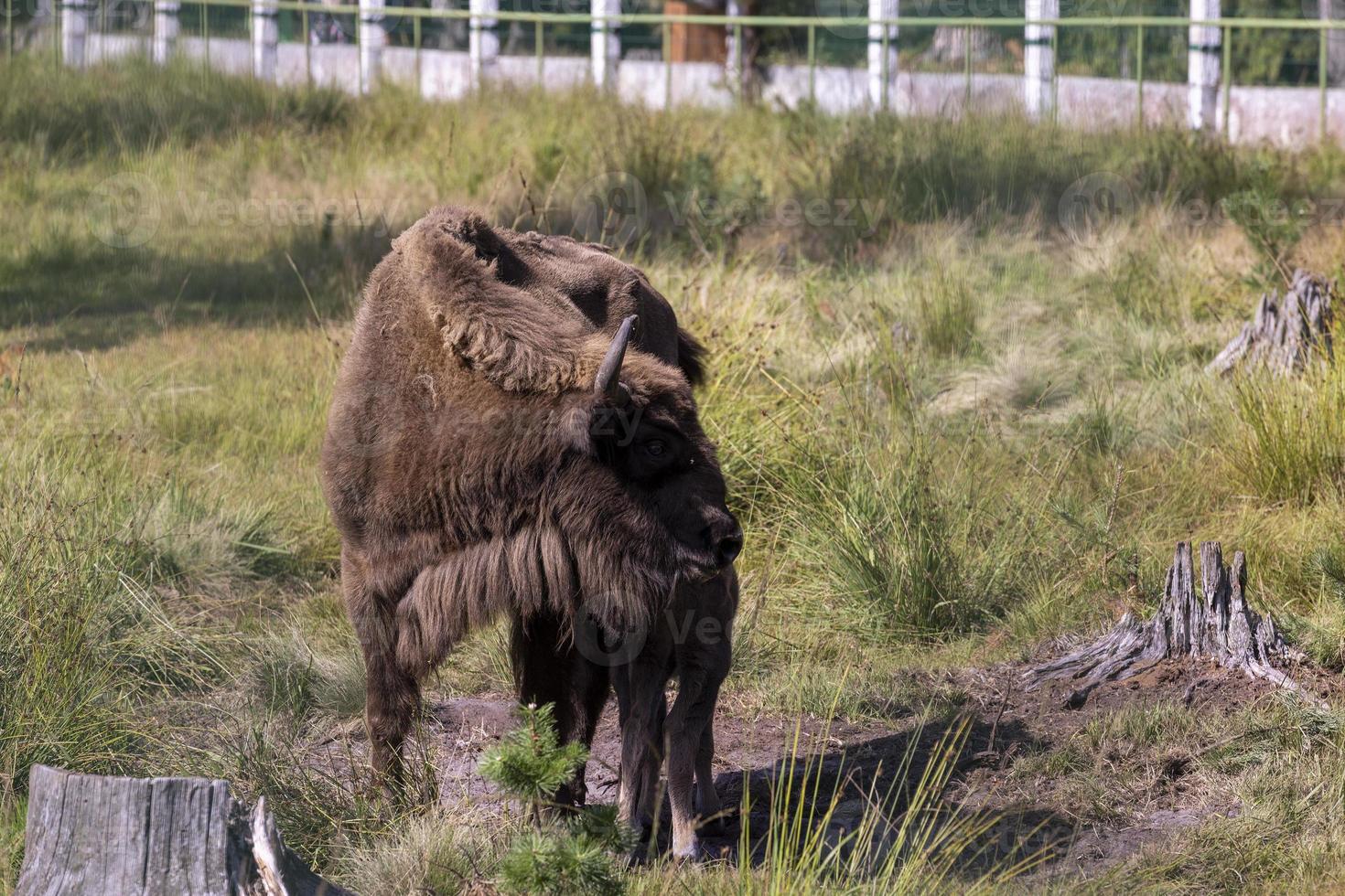 Wild animal European bison photo