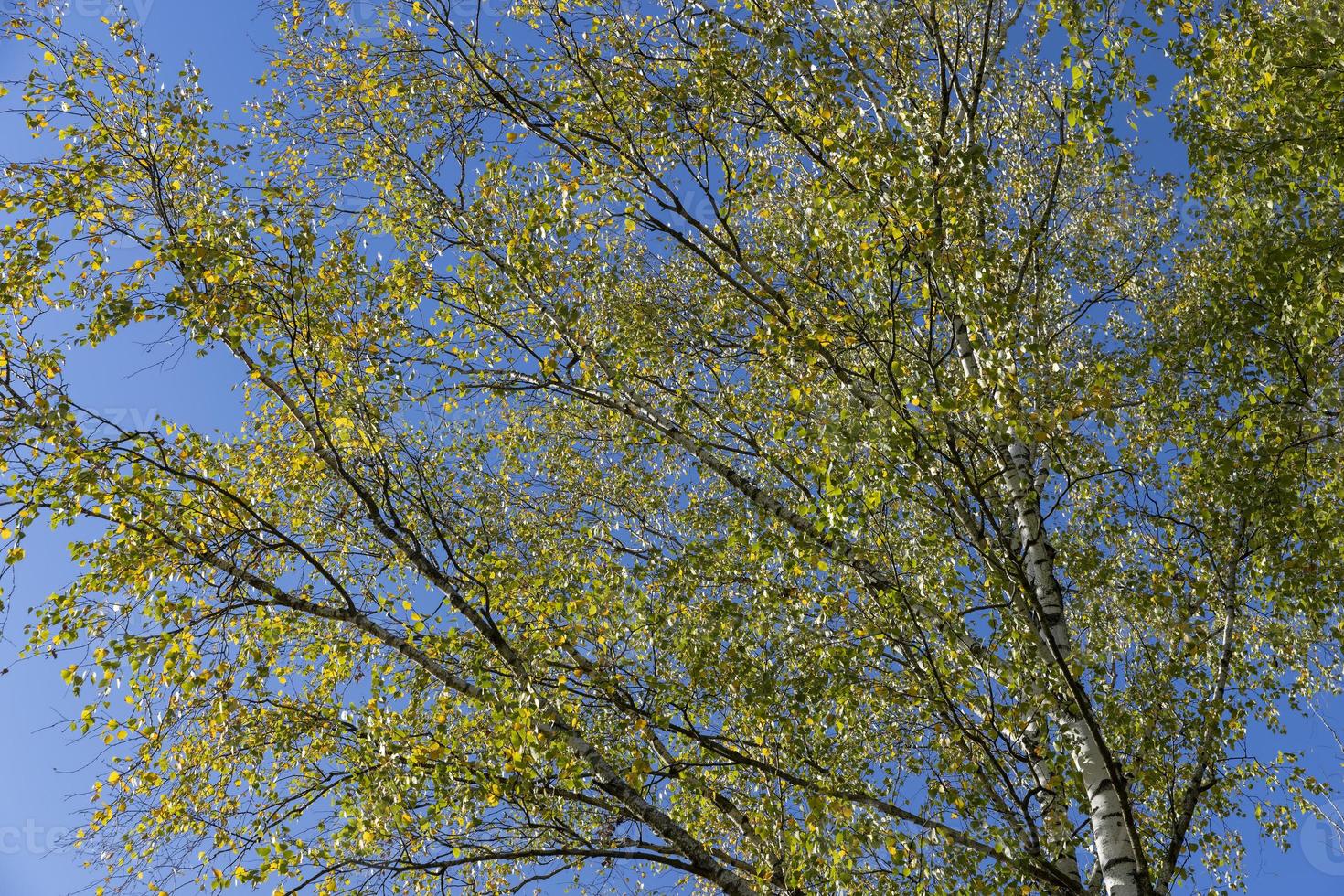 Birch forest with trees with yellow and green foliage photo