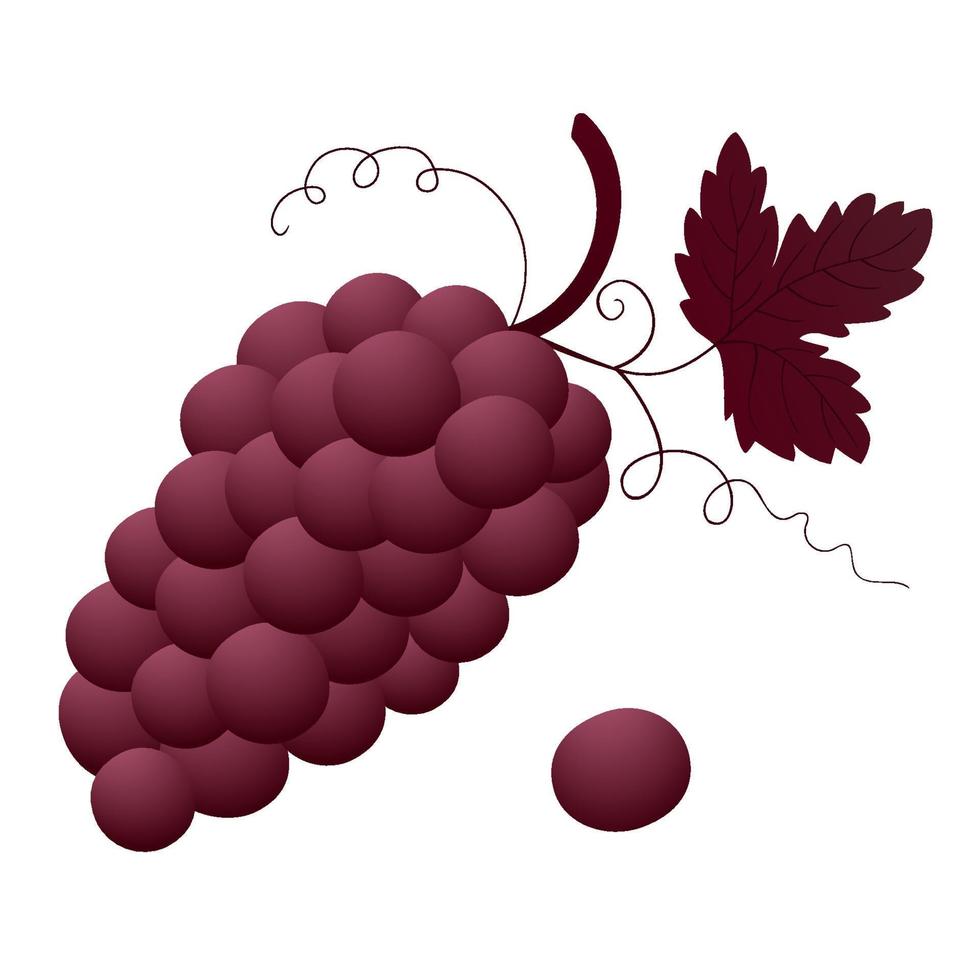 Bunch of grapes. Gradient. Vector illustration.