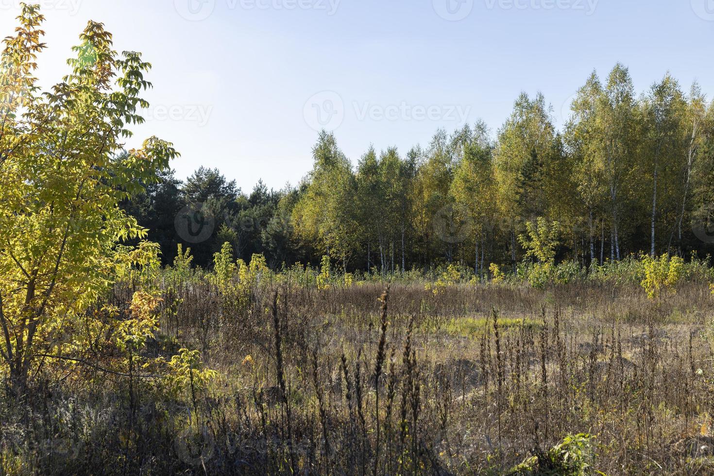 Autumn forest with trees during leaf fall photo