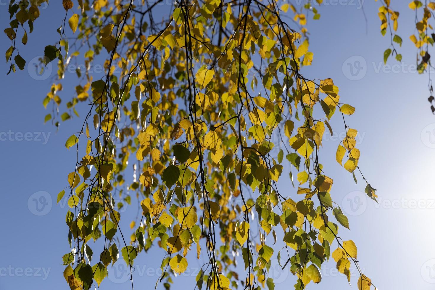 Birch forest with trees with yellow and green foliage photo