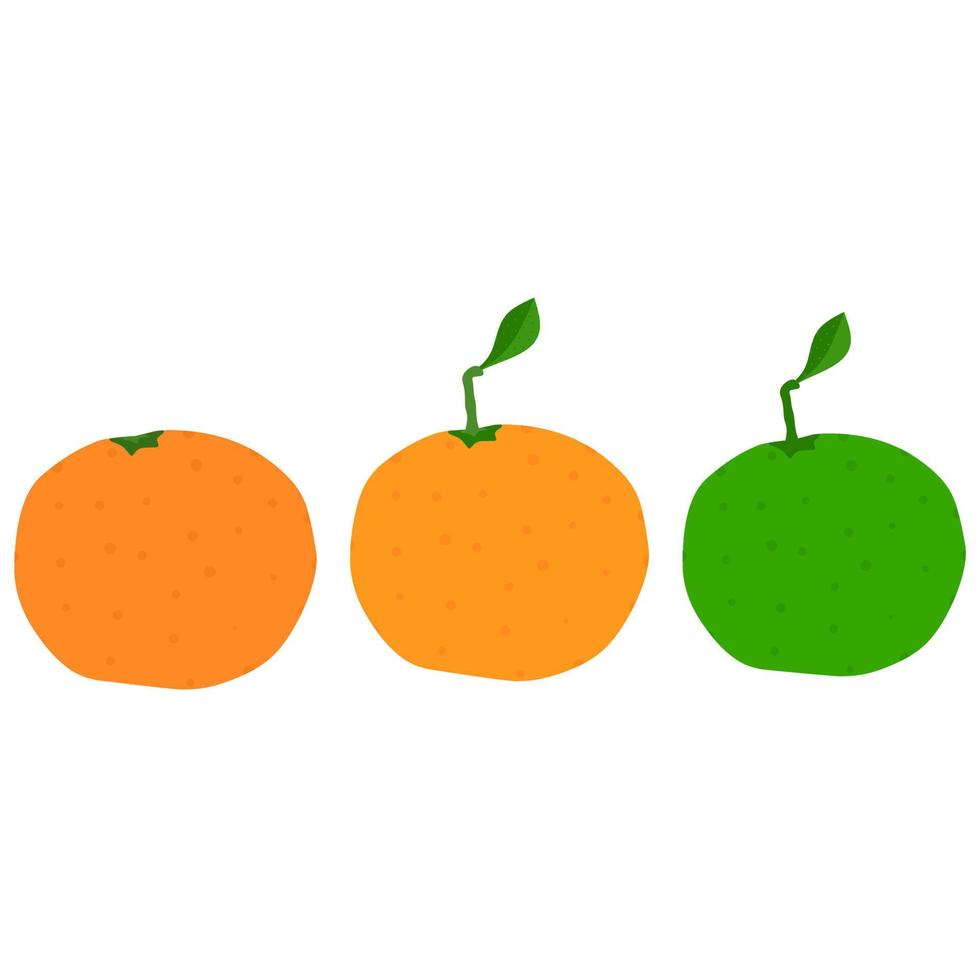 ilustración vectorial de tres mandarinas sobre un fondo blanco. los cítricos son verdes y amarillos, inmaduros y maduros. ideal para logotipos de bebidas de jugo. vector
