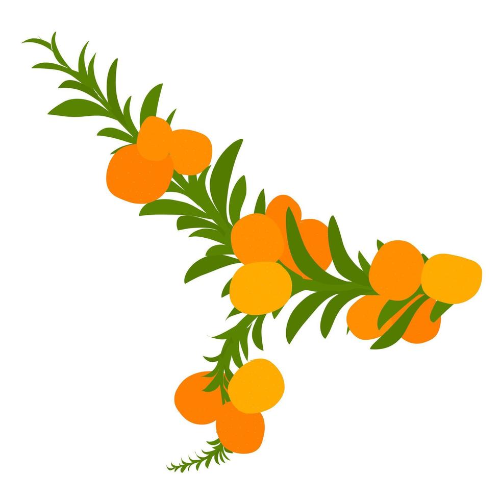 Vector illustration of a mandarin orange branch on a white background. Ripe oranges are yellow. Green leaf stalk. Great for fruit juice logos, posters, web logos.