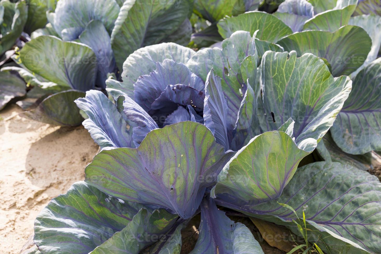 Agricultural field where cabbage is grown in cabbages photo