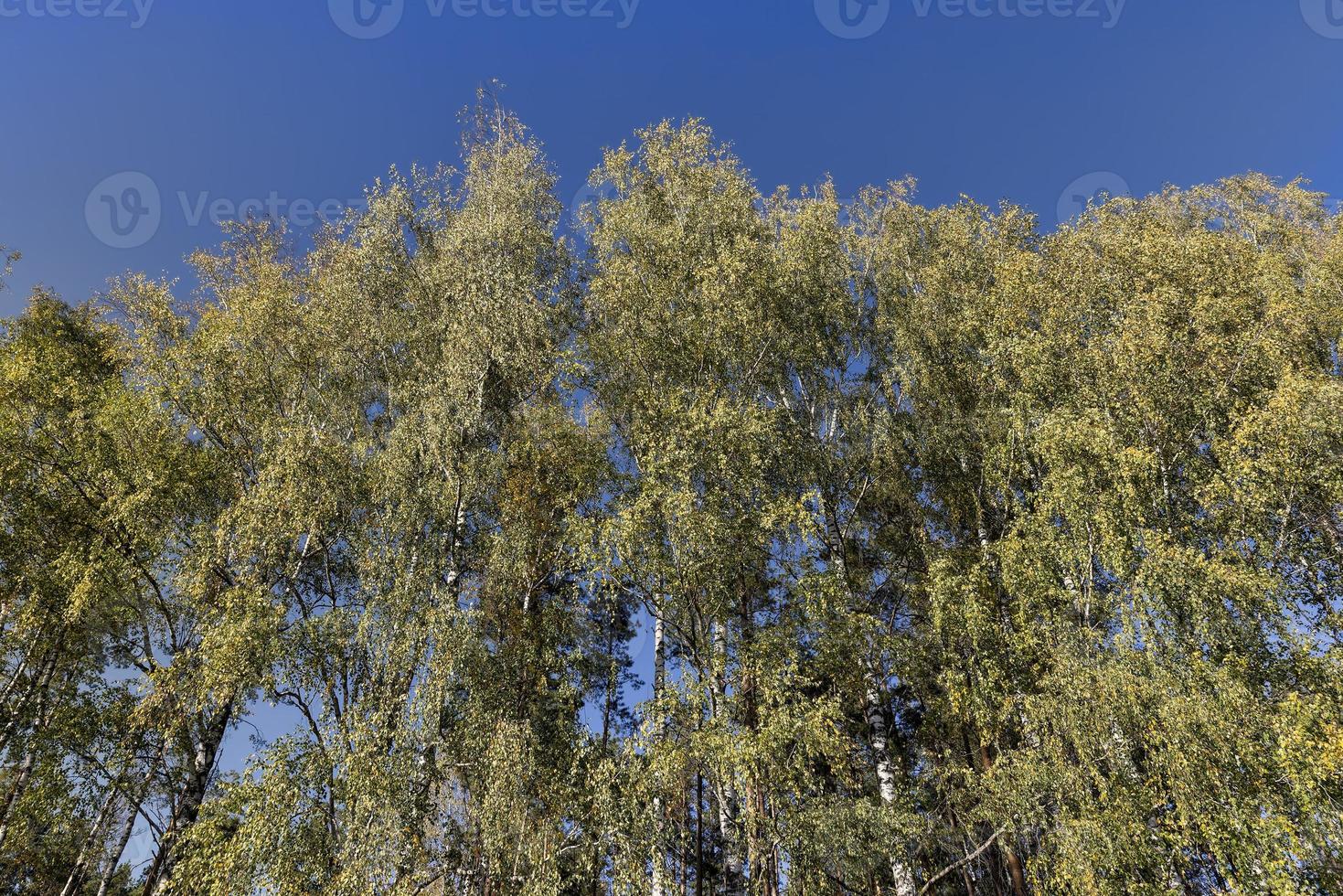 Birch grove with tall birch trees in autumn photo