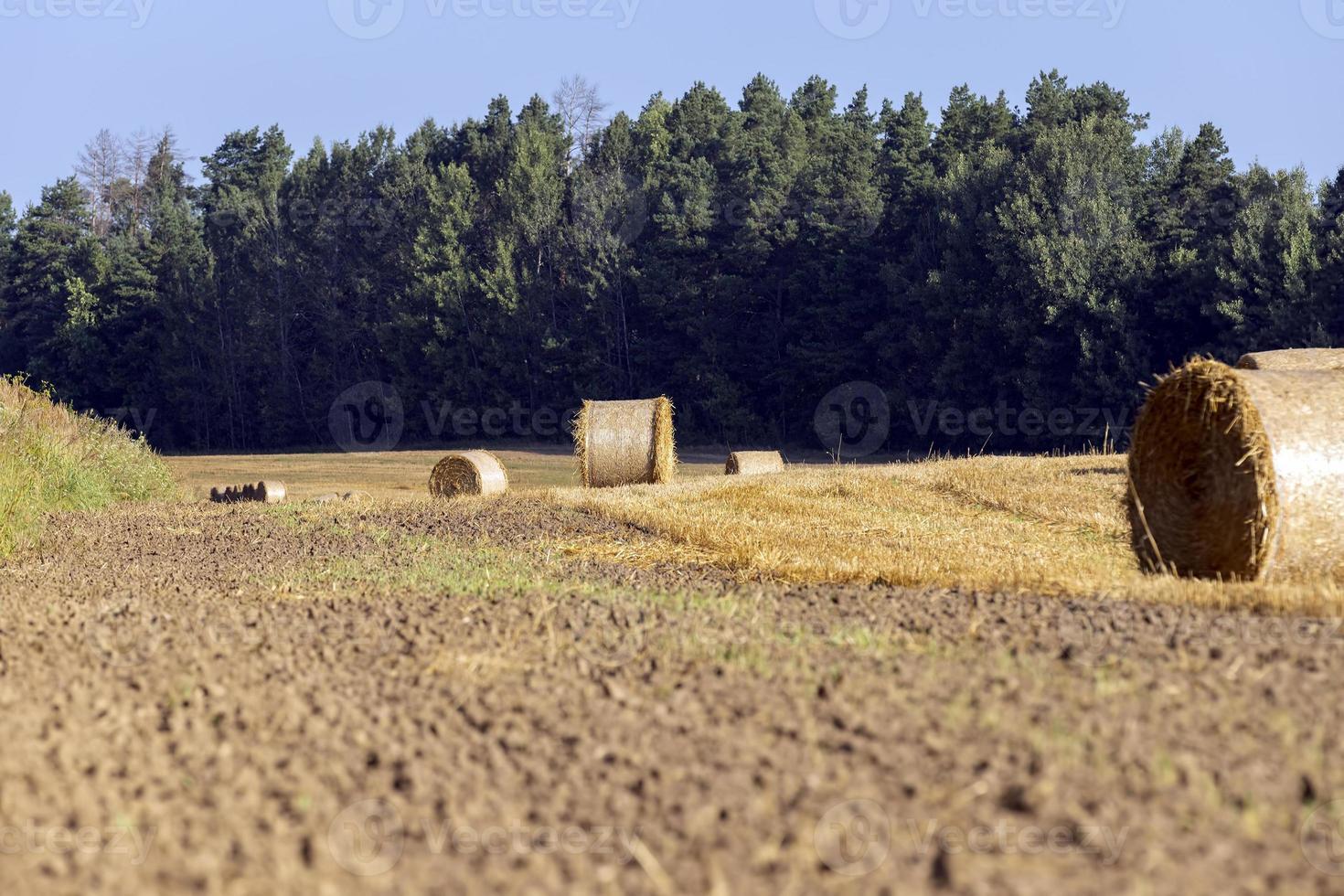 Straw stack after harvesting grain in the field photo