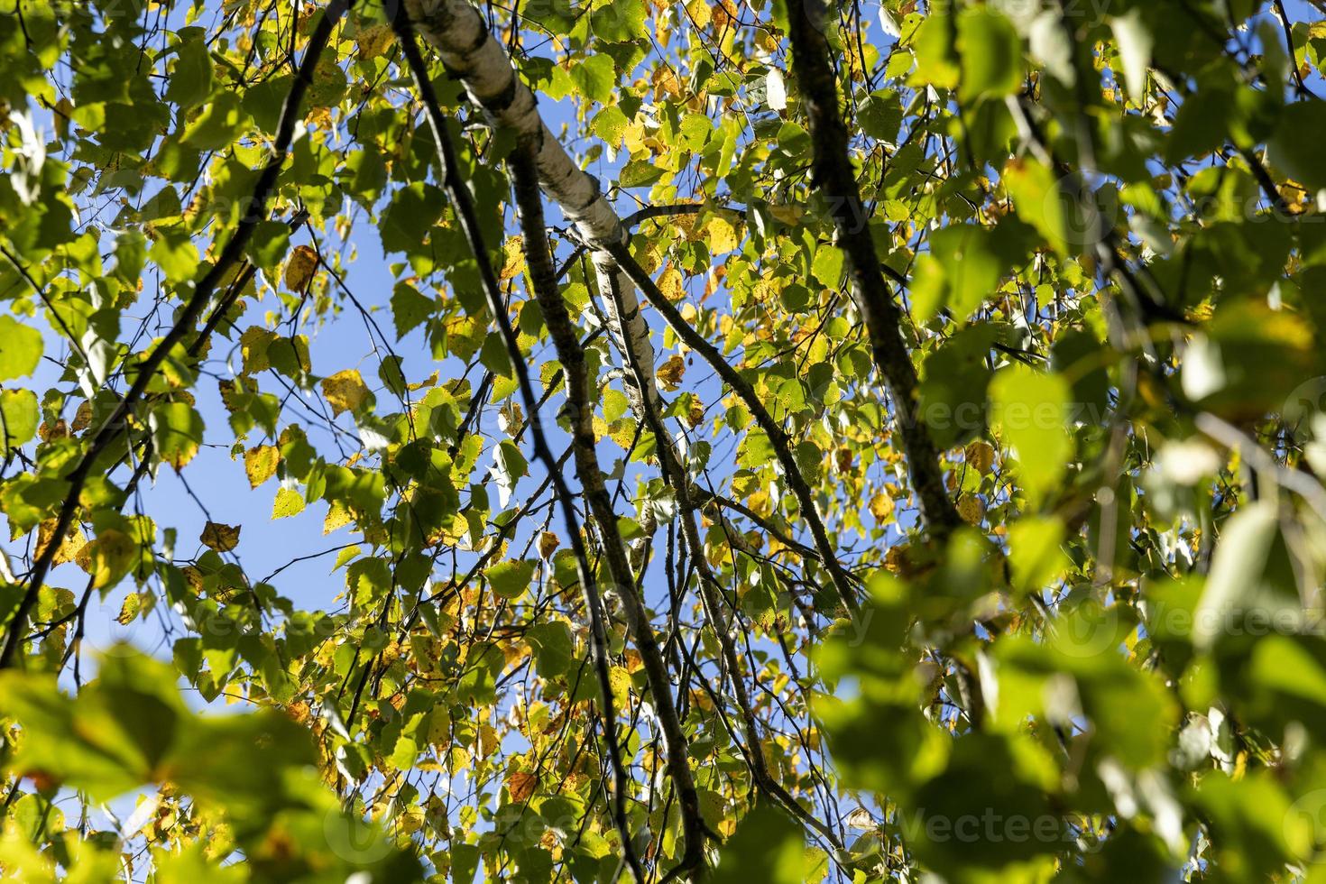 Birch forest with trees with yellow and green foliage photo