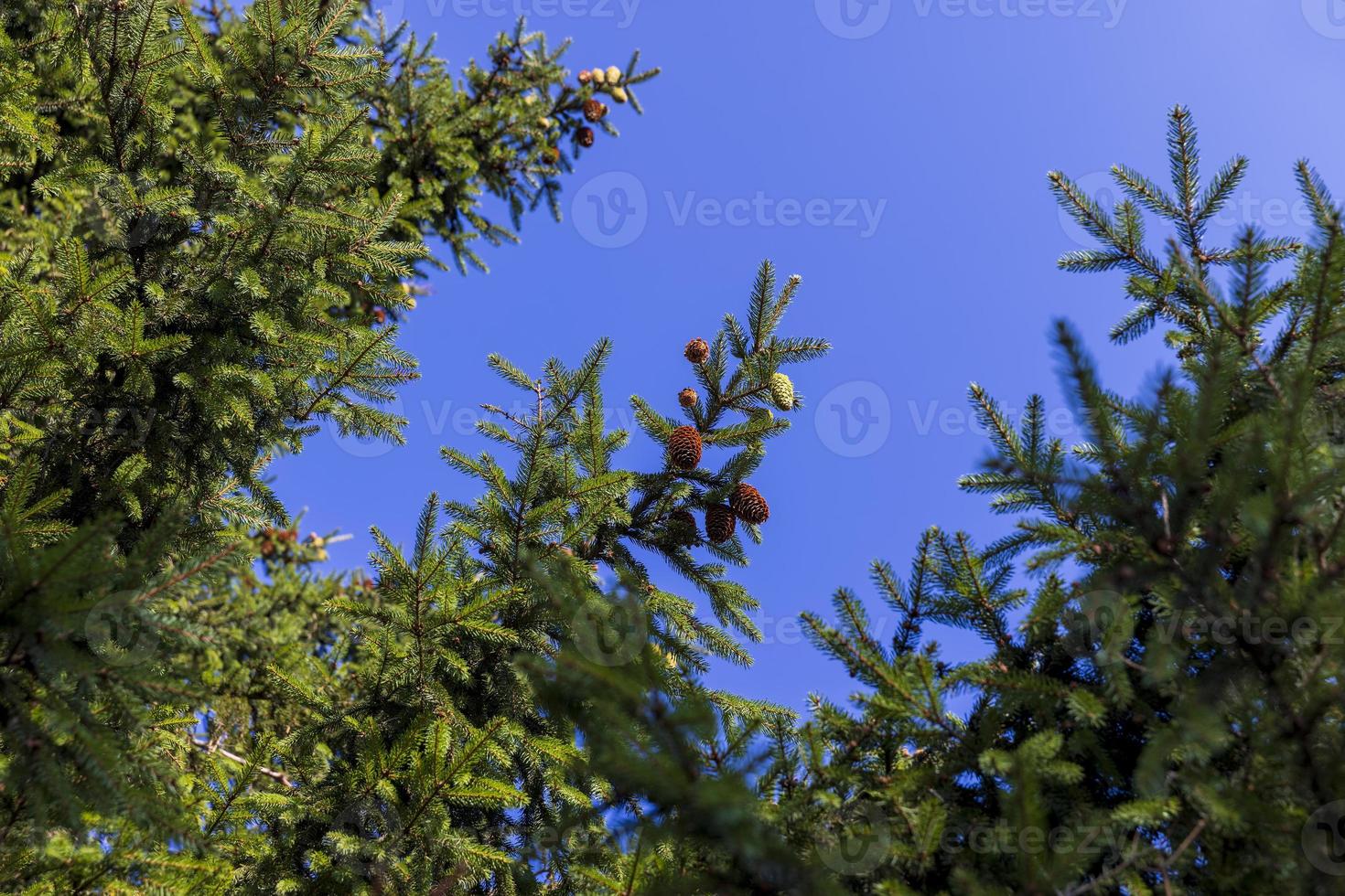 Tall pine tree in summer photo