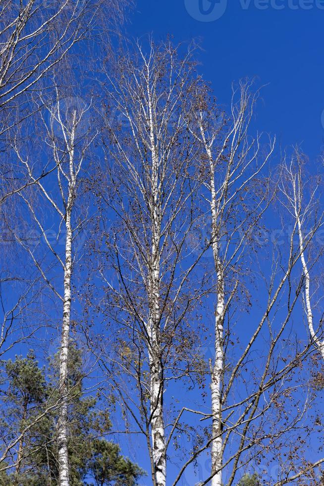 sunny autumn weather in a birch forest with a blue sky photo