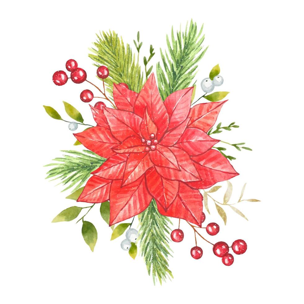 Composition of red poinsettia , spruce branches , berries. Watercolor vector