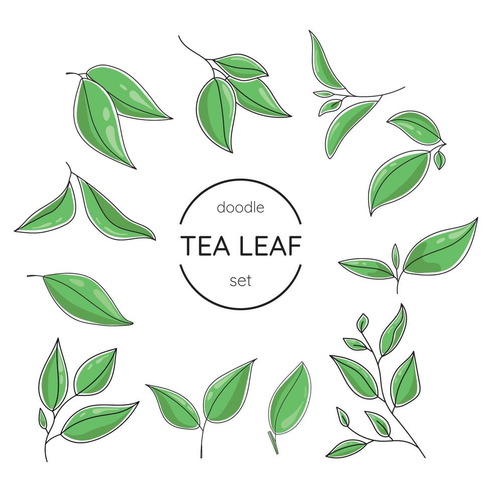 conjunto de vectores de hojas de té.