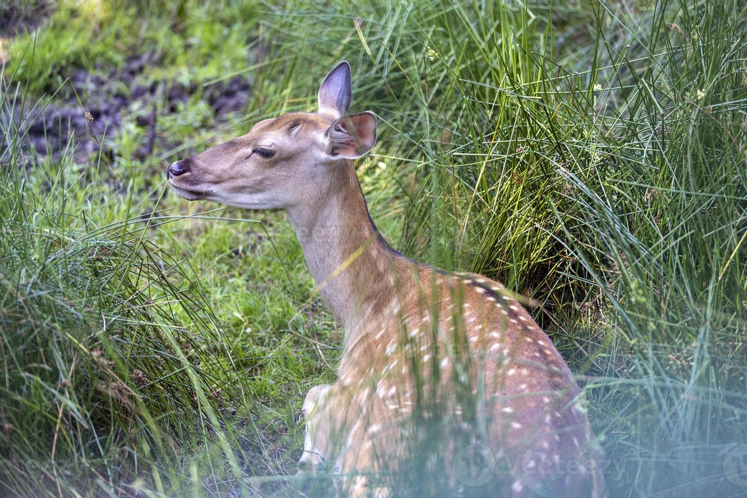 Deer resting in hot weather 13654214 Stock Photo at Vecteezy