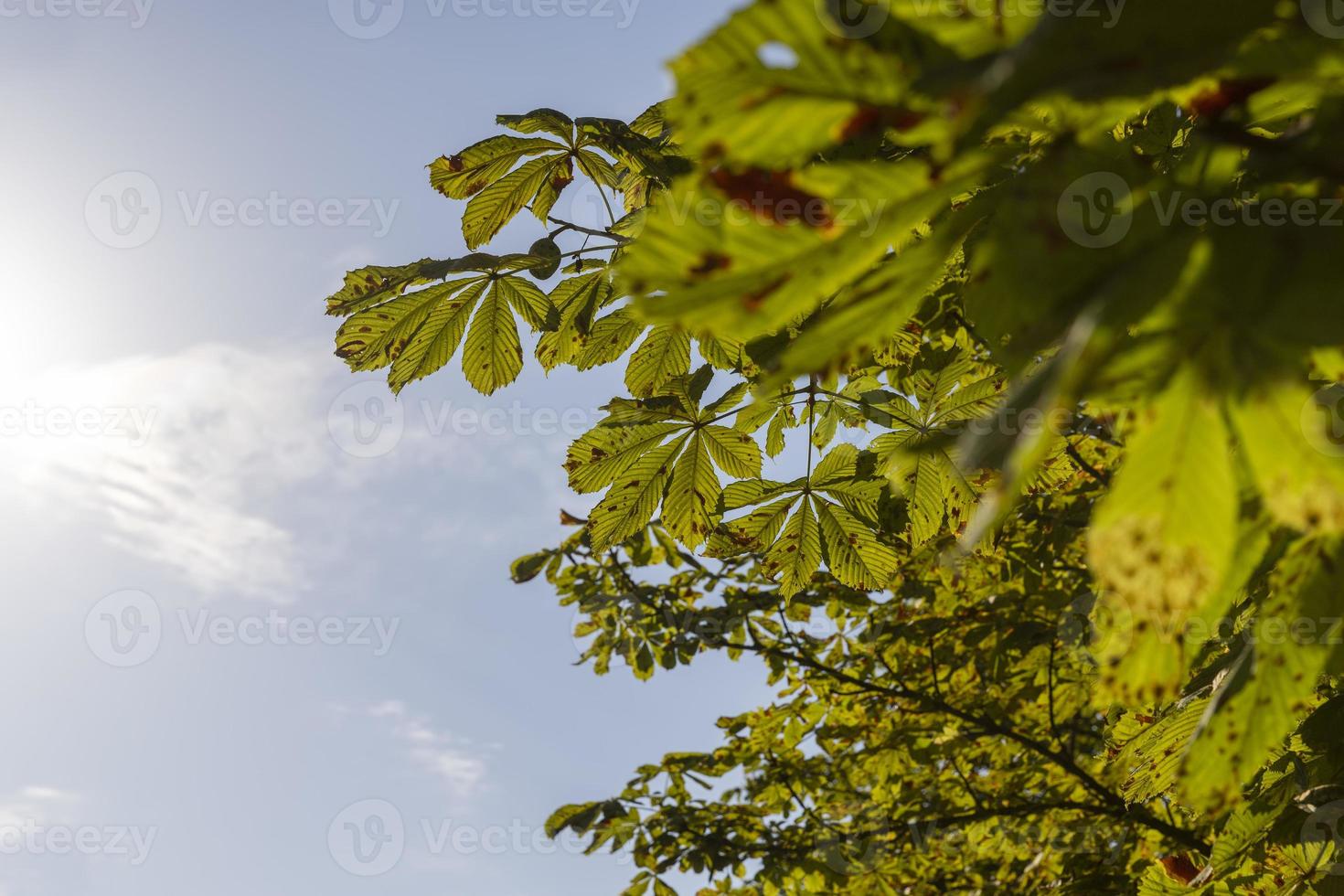 Deciduous trees with green foliage in summer photo