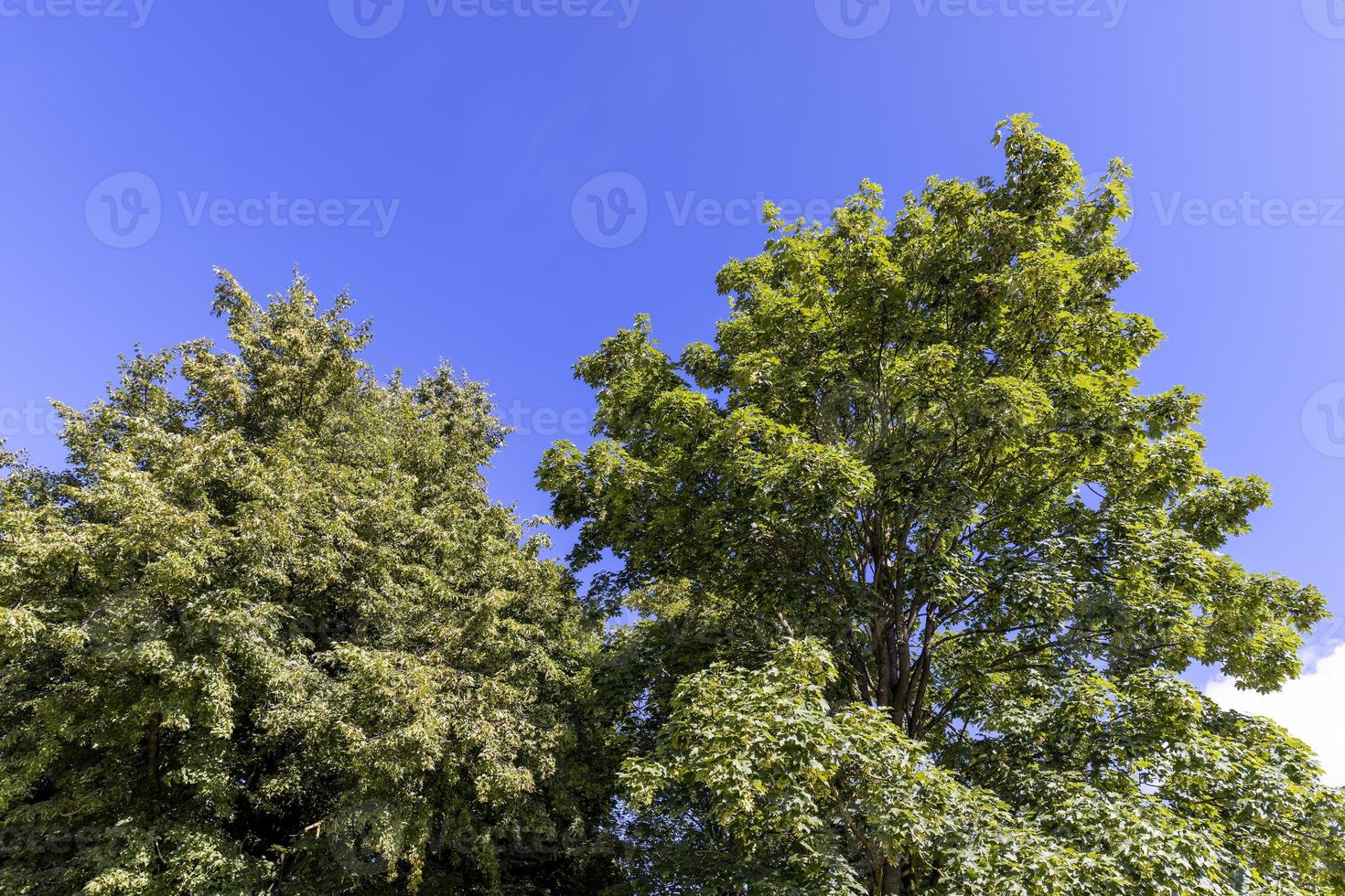 A variety of trees growing in the park 13654715 Stock Photo at Vecteezy