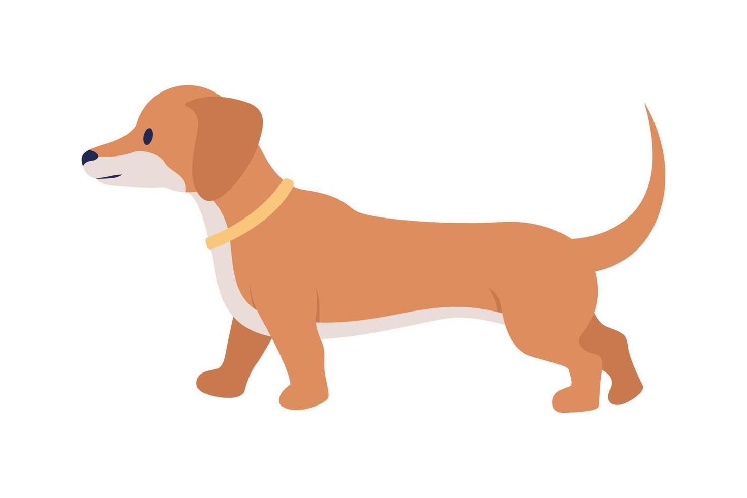 carácter vectorial de color semiplano dachshund. figura editable. animal de tamaño completo en blanco. raza pura. ilustración de estilo de dibujos animados simple de perro de pierna corta para diseño gráfico web y animación vector