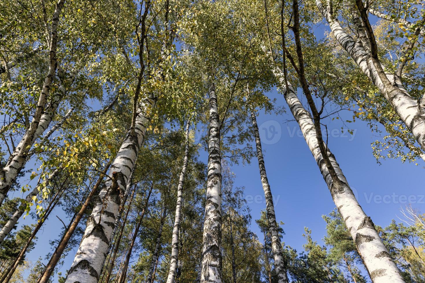 Birch grove with tall birch trees in autumn photo