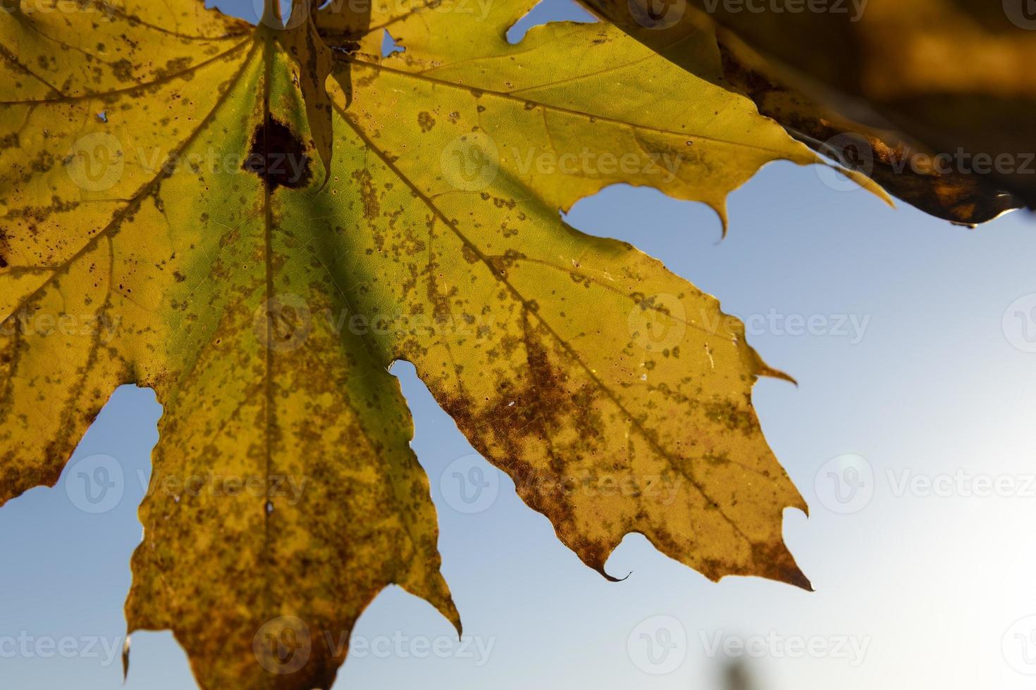 Maple foliage that has changed color in autumn photo