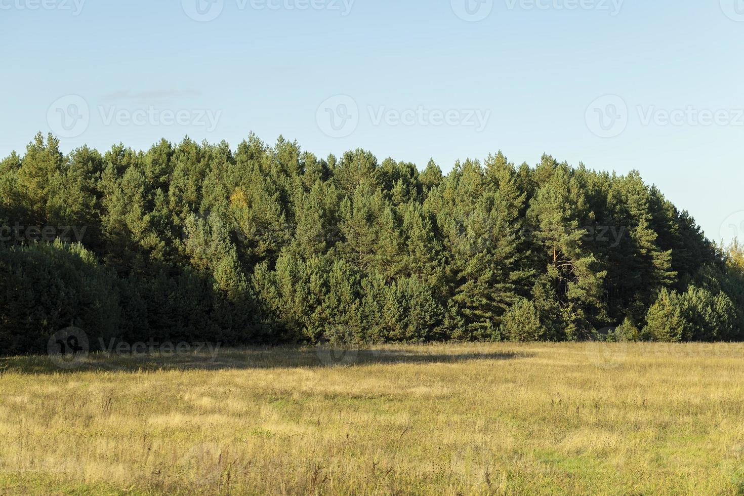 Autumn nature with trees during the fall of colorful foliage photo