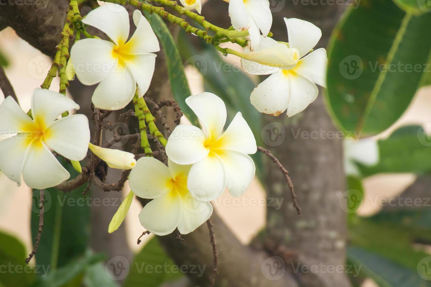 White Frangipani flower Plumeria alba with green leaves photo