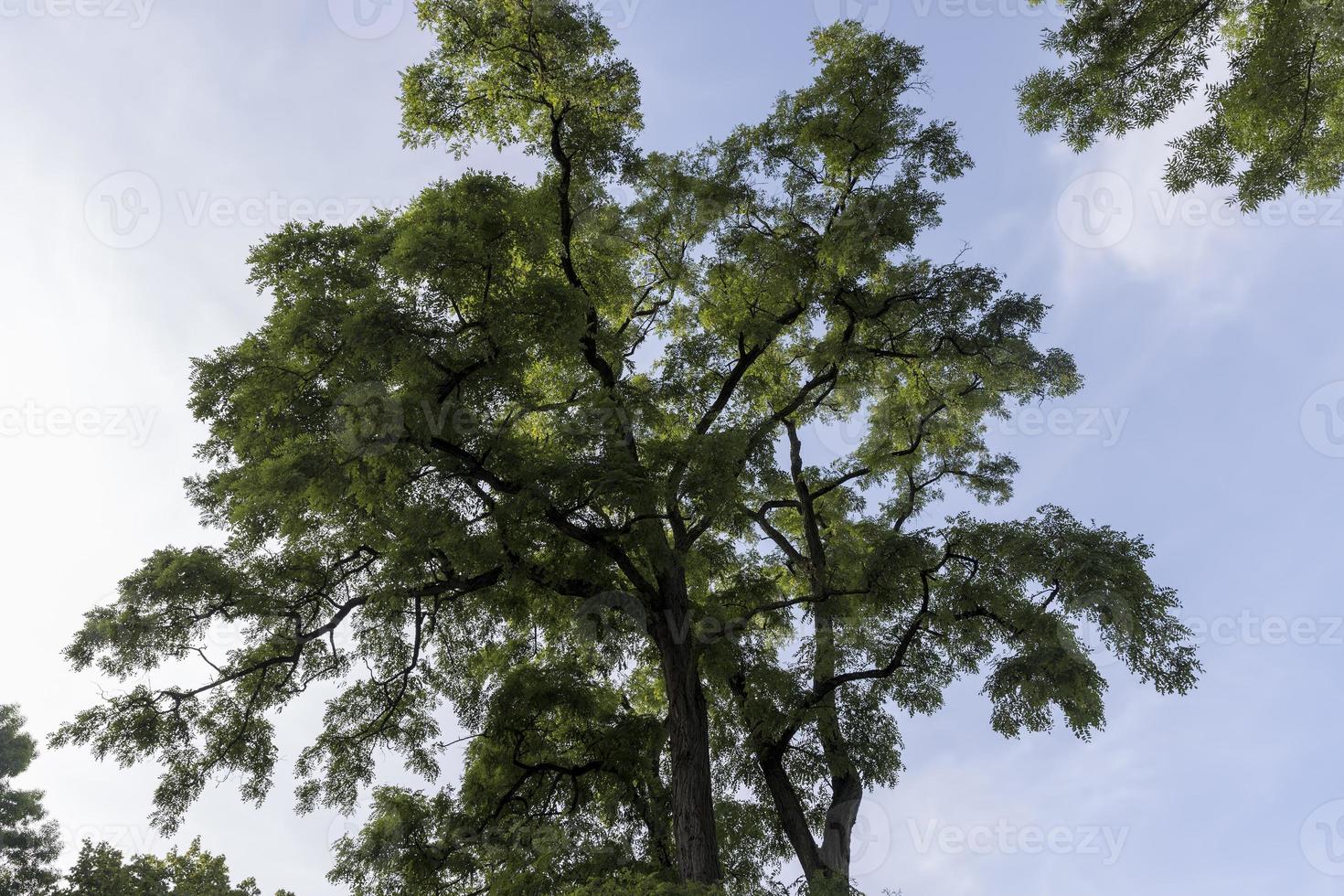 Different trees growing together in the forest 13657307 Stock Photo at