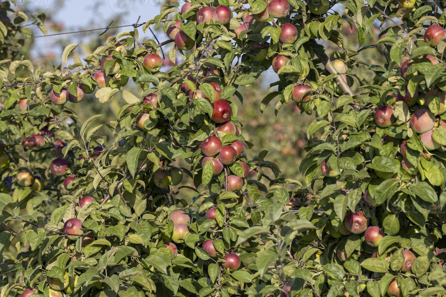 Apple harvest in the apple orchard photo