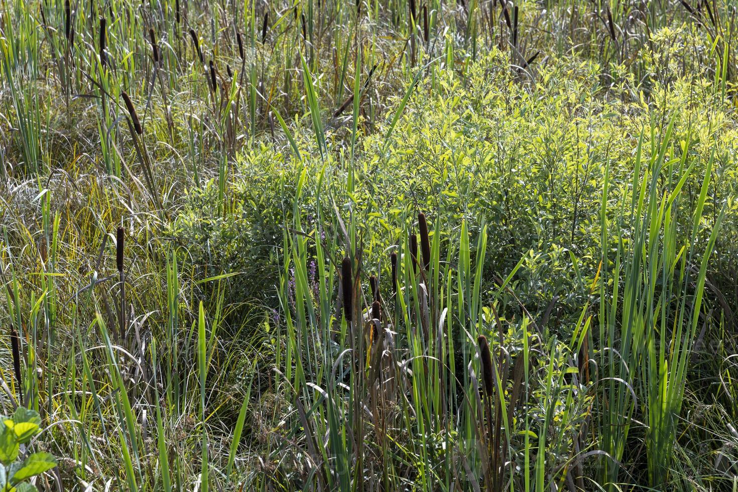 Swampy terrain with plants in summer photo