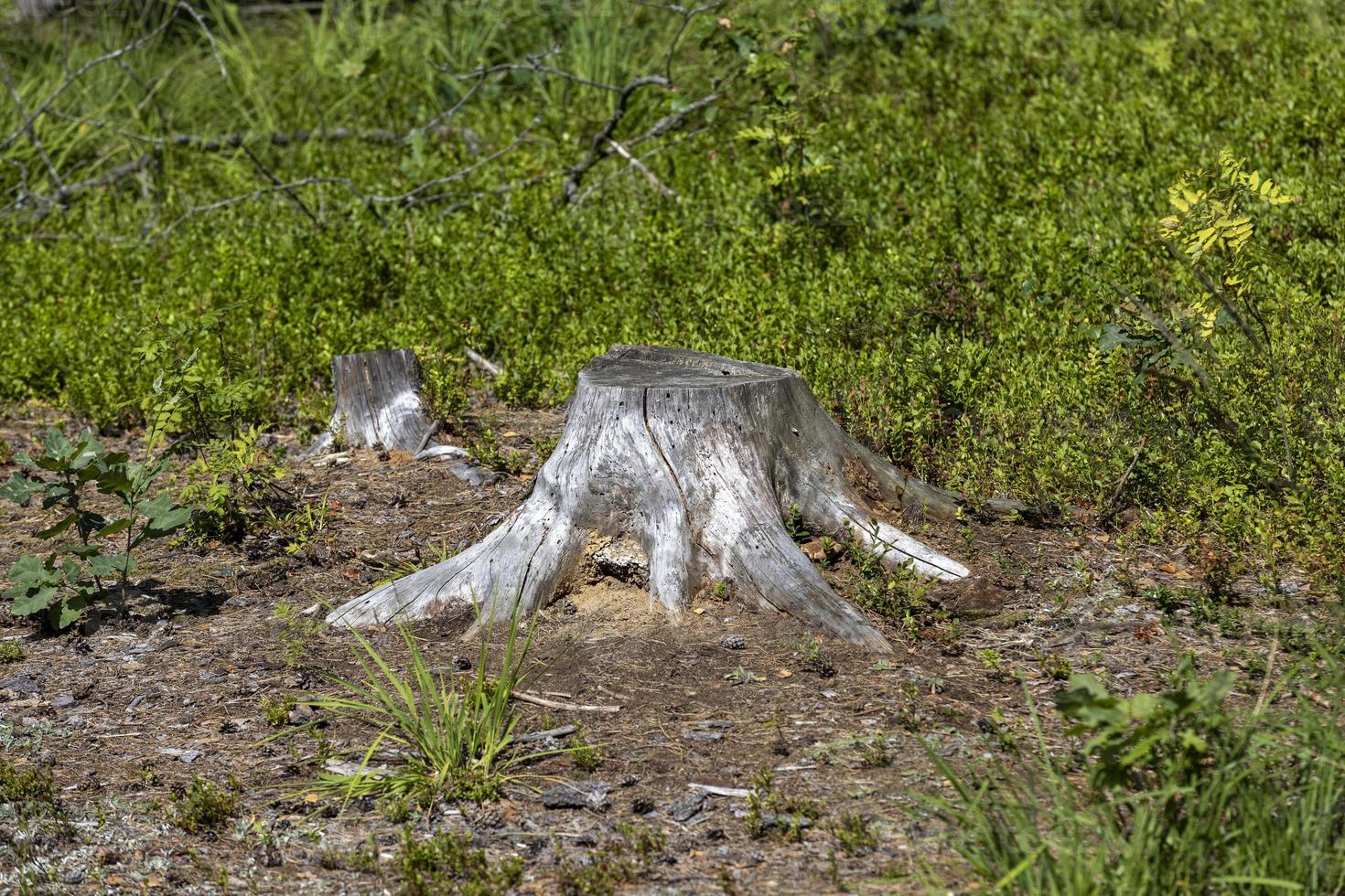 An old dried tree stump in the summer photo