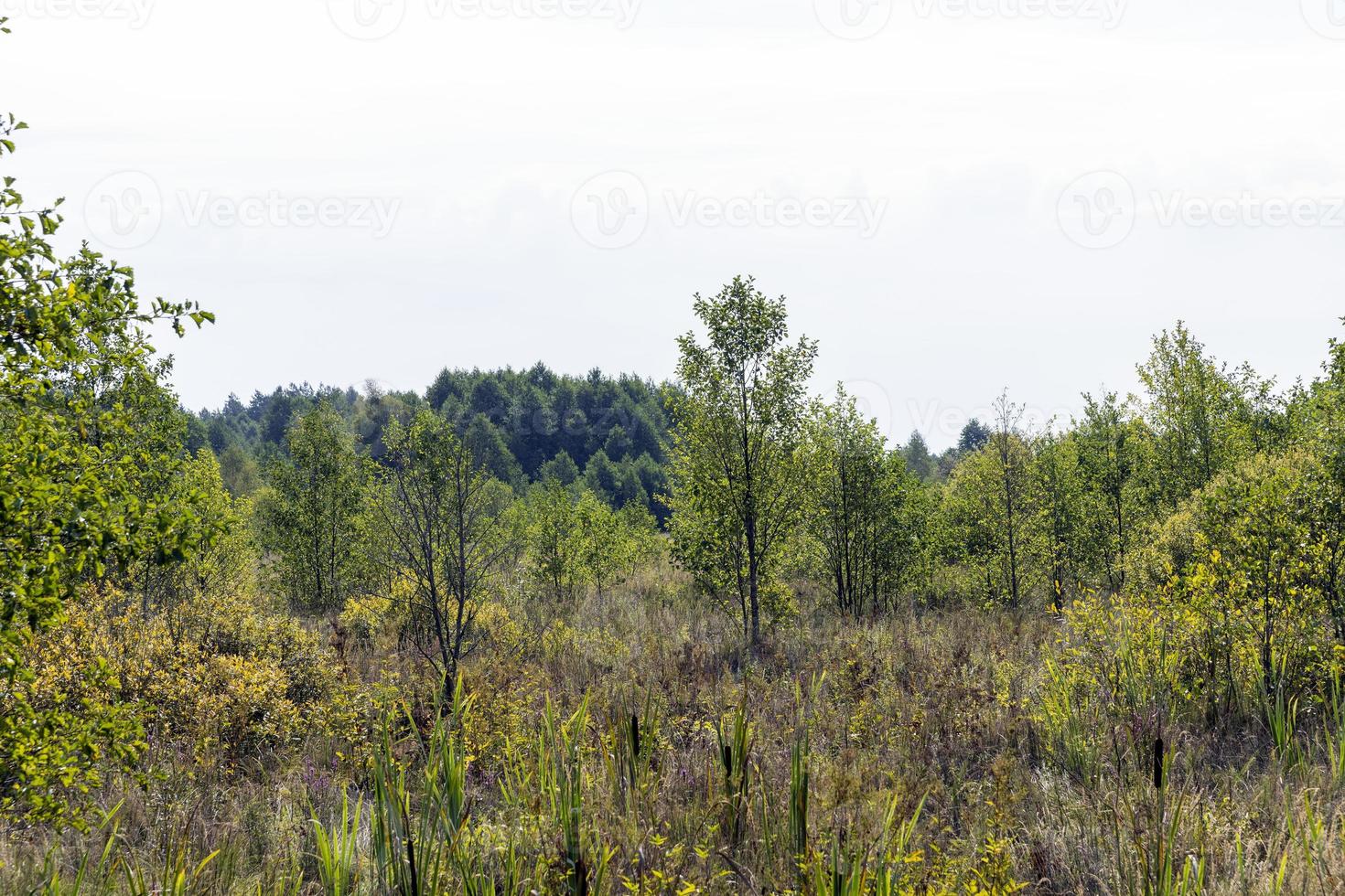 Swampy terrain with plants in summer photo