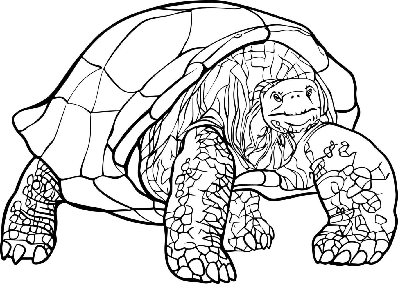 Turtle black and white drawing. For illustrations and coloring books vector