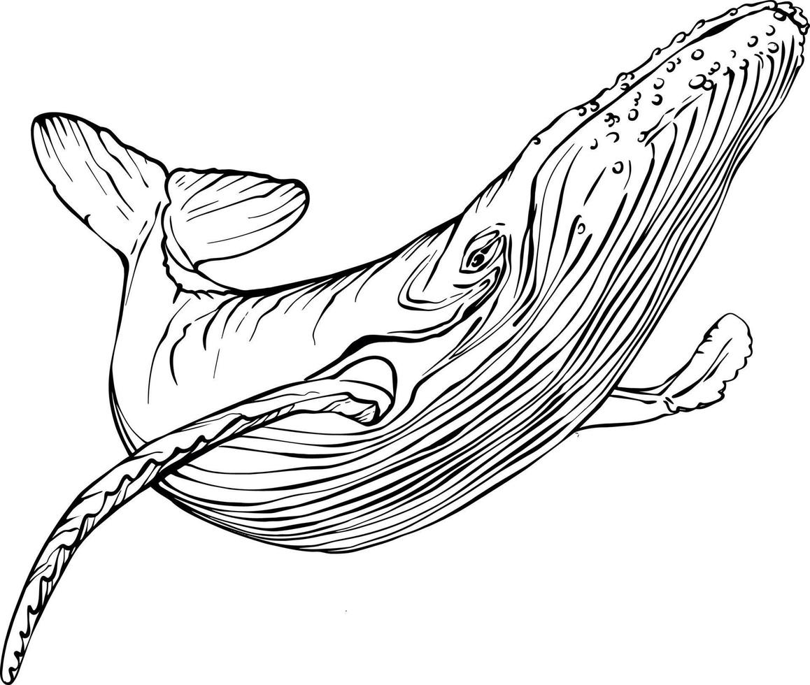 Whale sperm whale black and white drawing. For illustrations and coloring books vector