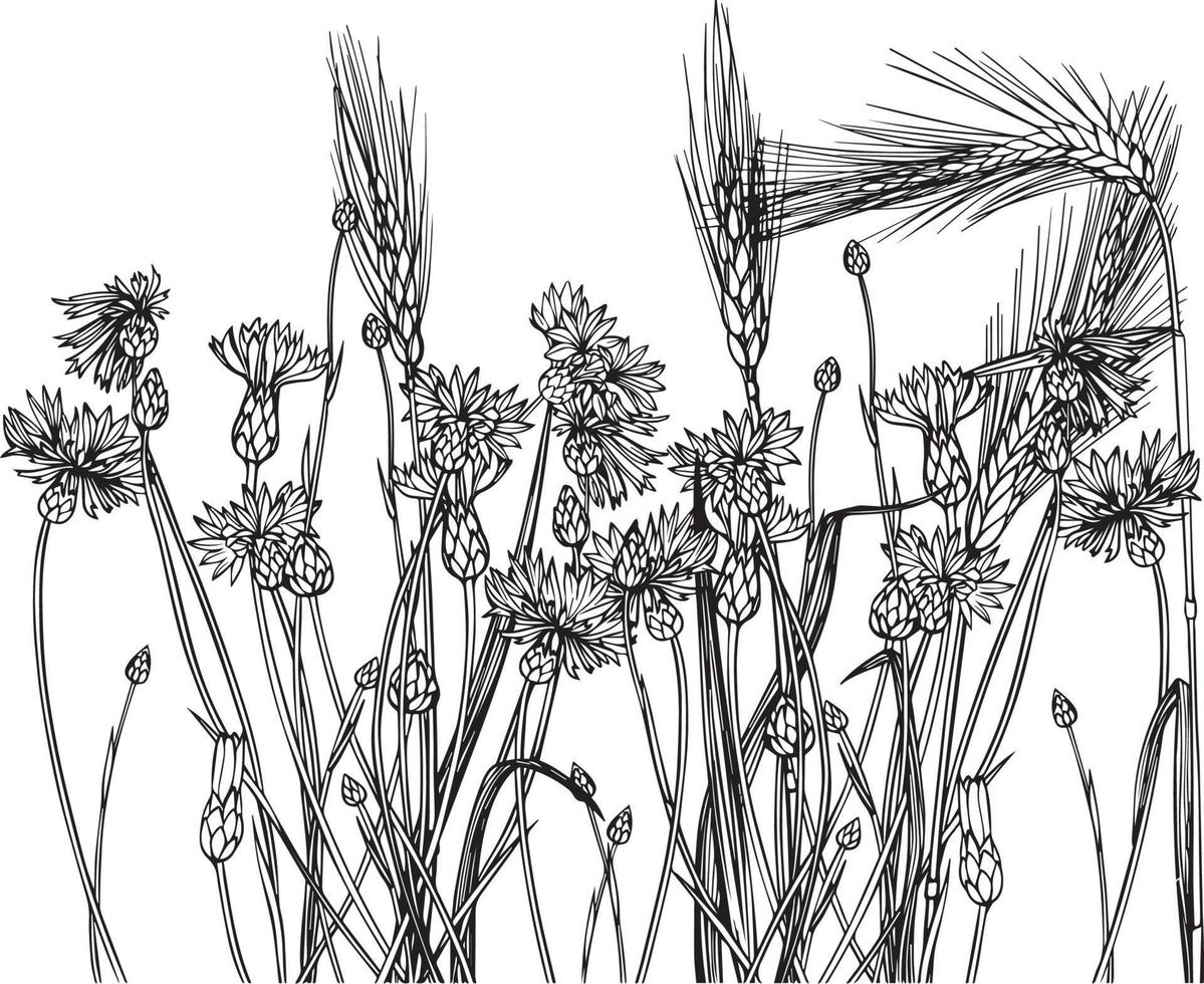 Wheat and burdock vector
