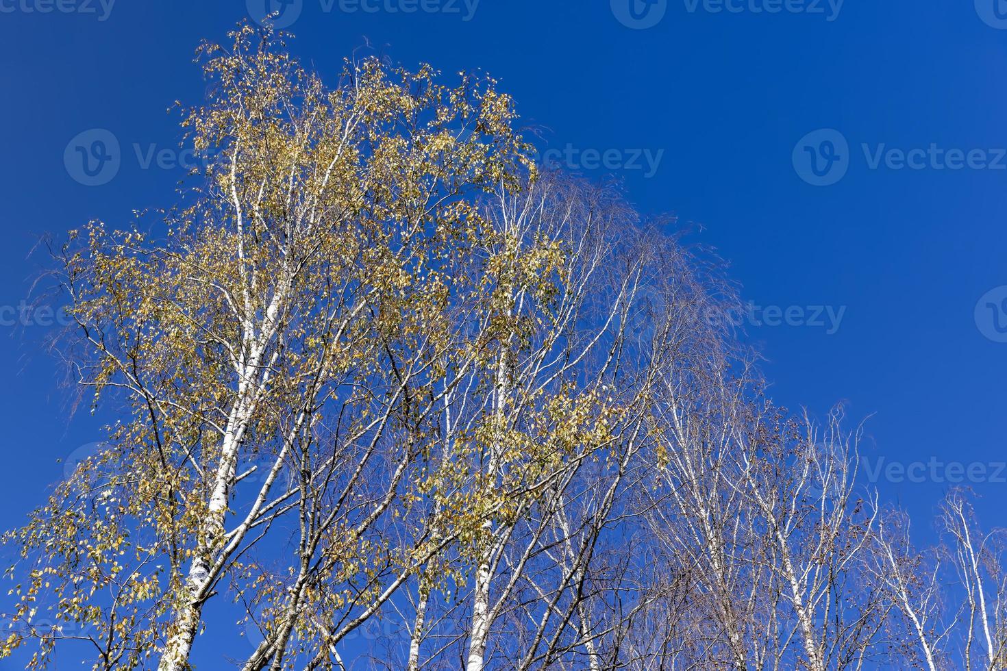 sunny autumn weather in a birch forest with a blue sky photo