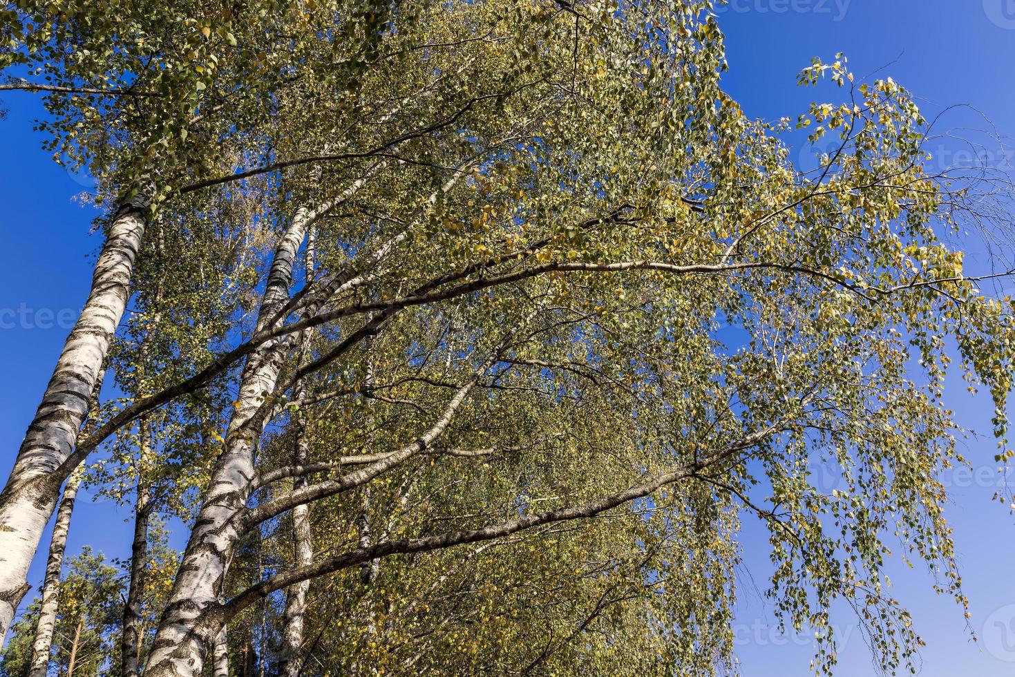 sunny autumn weather in a birch forest with a blue sky photo