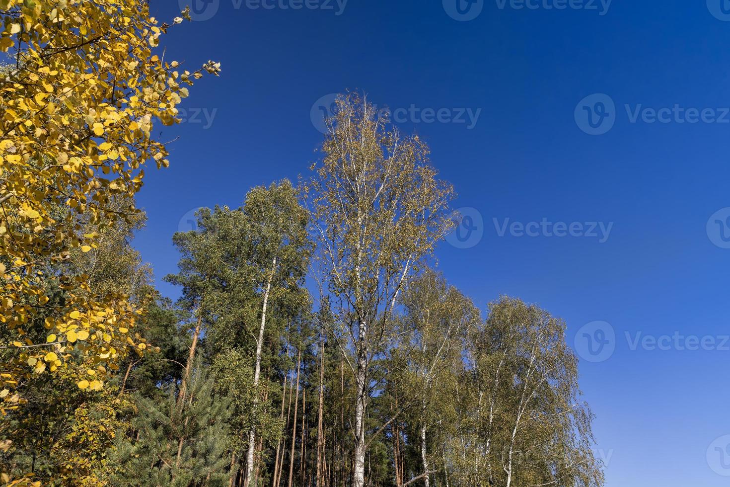 sunny autumn weather in a birch forest with a blue sky photo