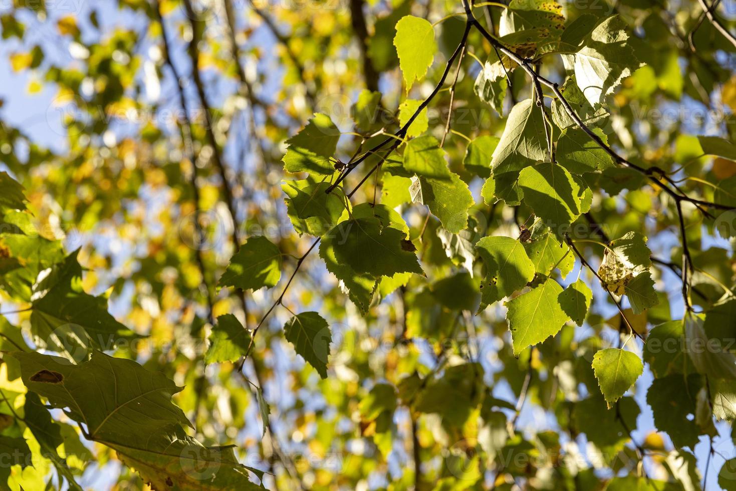 Birch forest with trees with yellow and green foliage photo