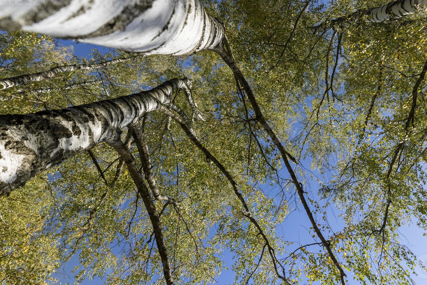 sunny autumn weather in a birch forest with a blue sky photo