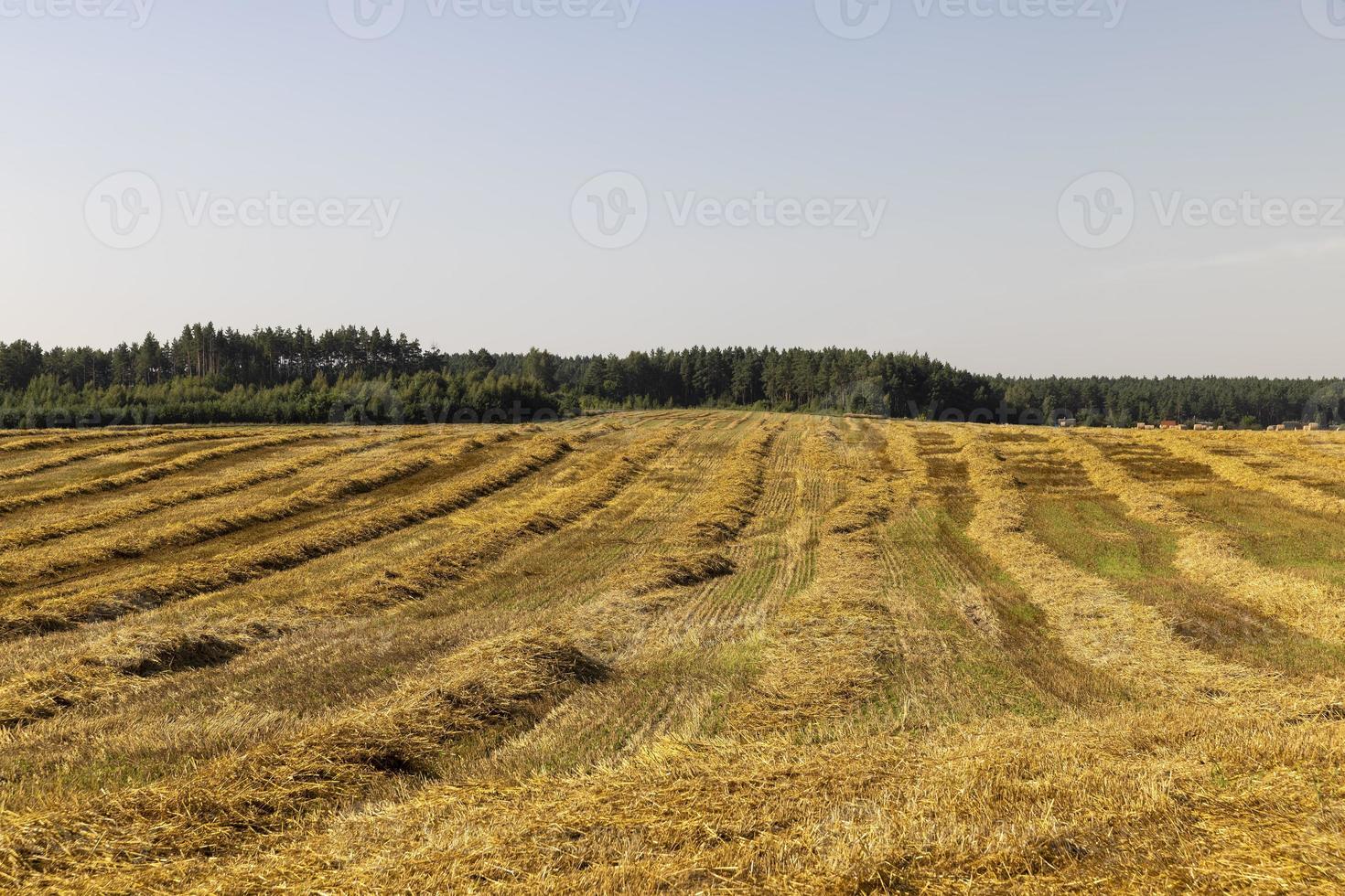 A field with cereals in the summer photo