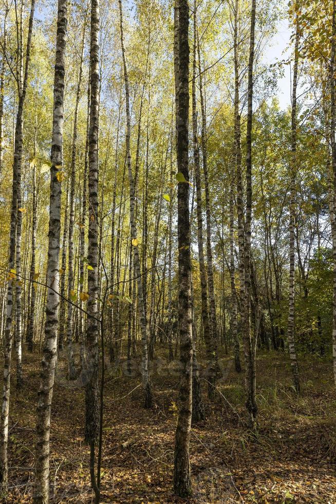 Autumn forest with a large number of birch trees photo