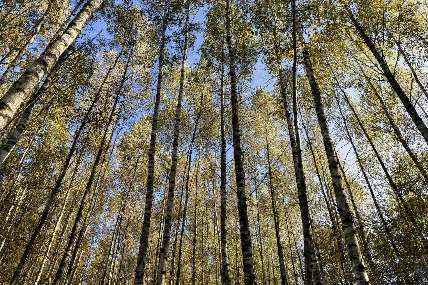 Autumn forest with a large number of birch trees photo