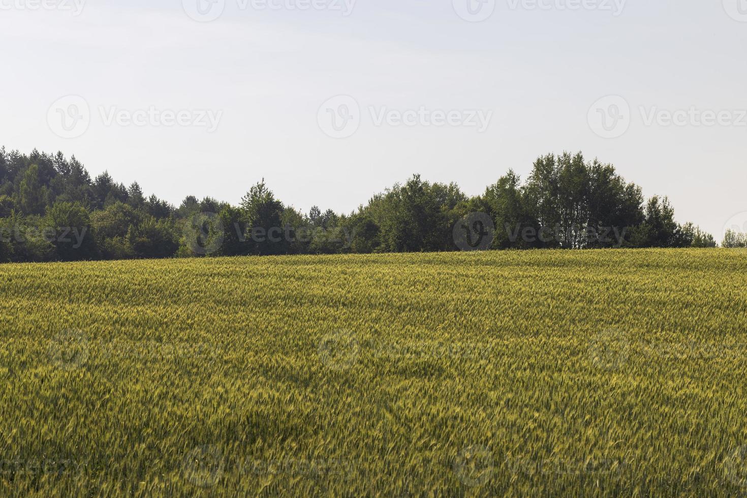 An agricultural field where ripening cereal wheat grows photo