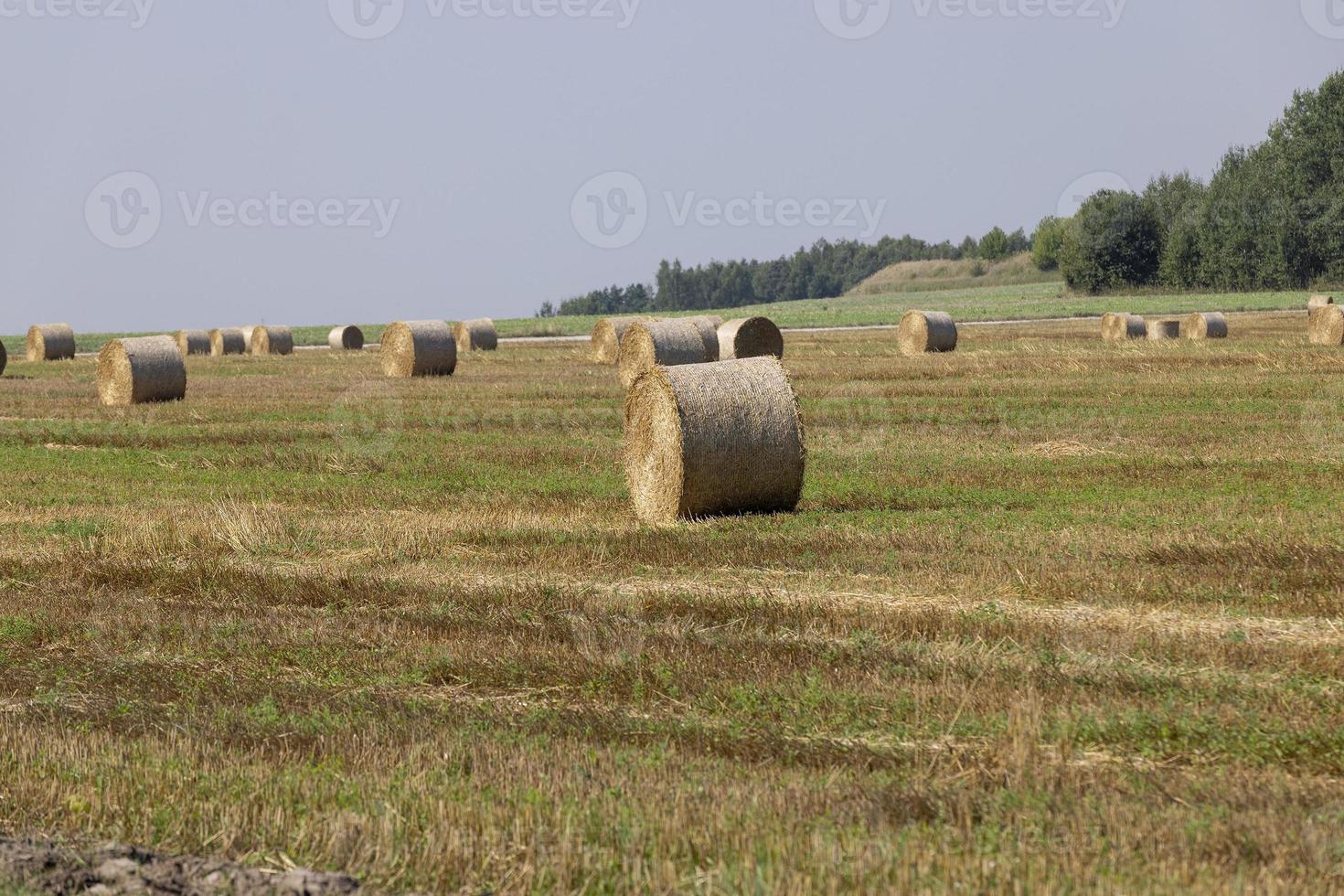 A field with cereals in the summer photo