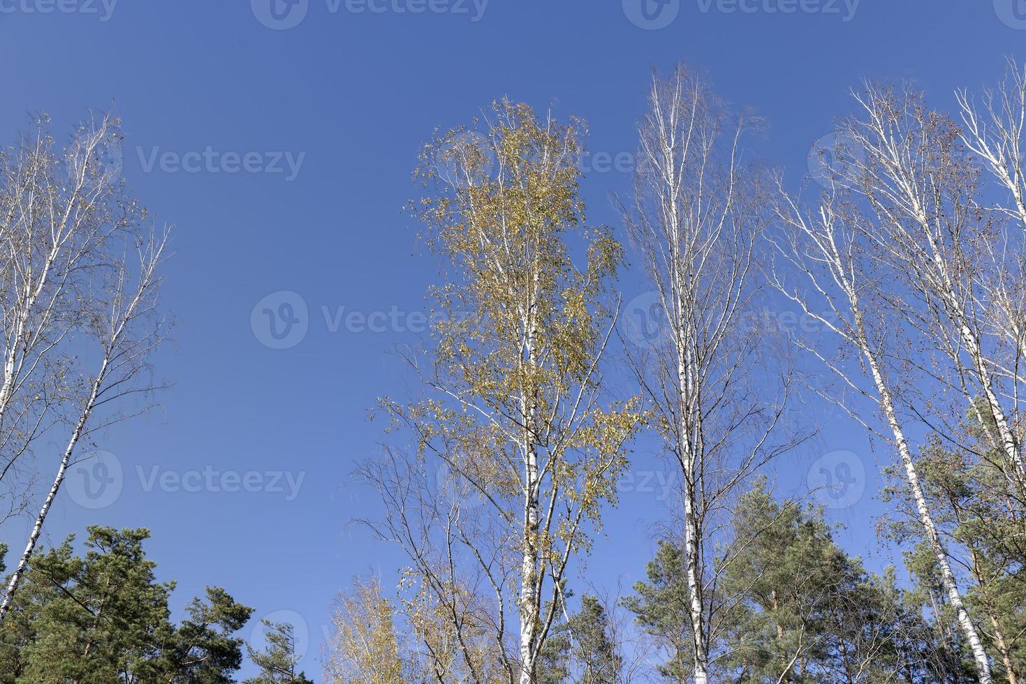 sunny autumn weather in a birch forest with a blue sky photo
