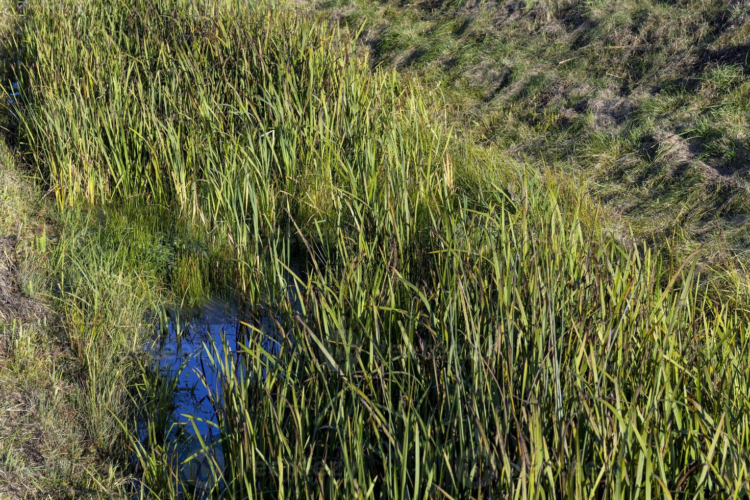 Green grass with a lot of damage and defects photo