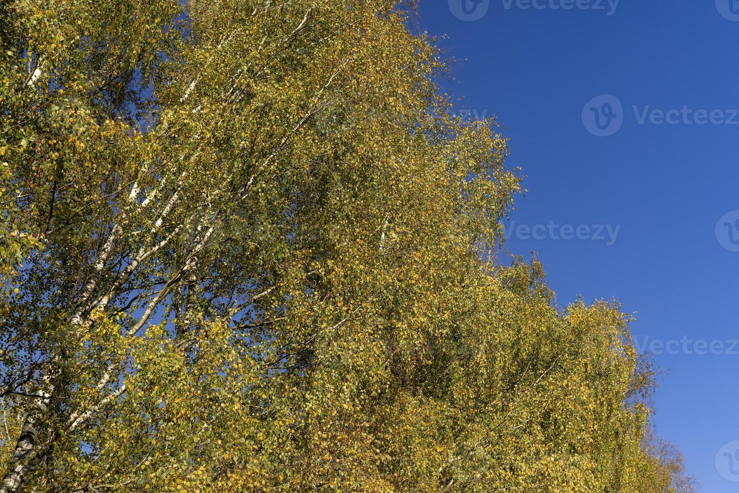 sunny autumn weather in a birch forest with a blue sky photo