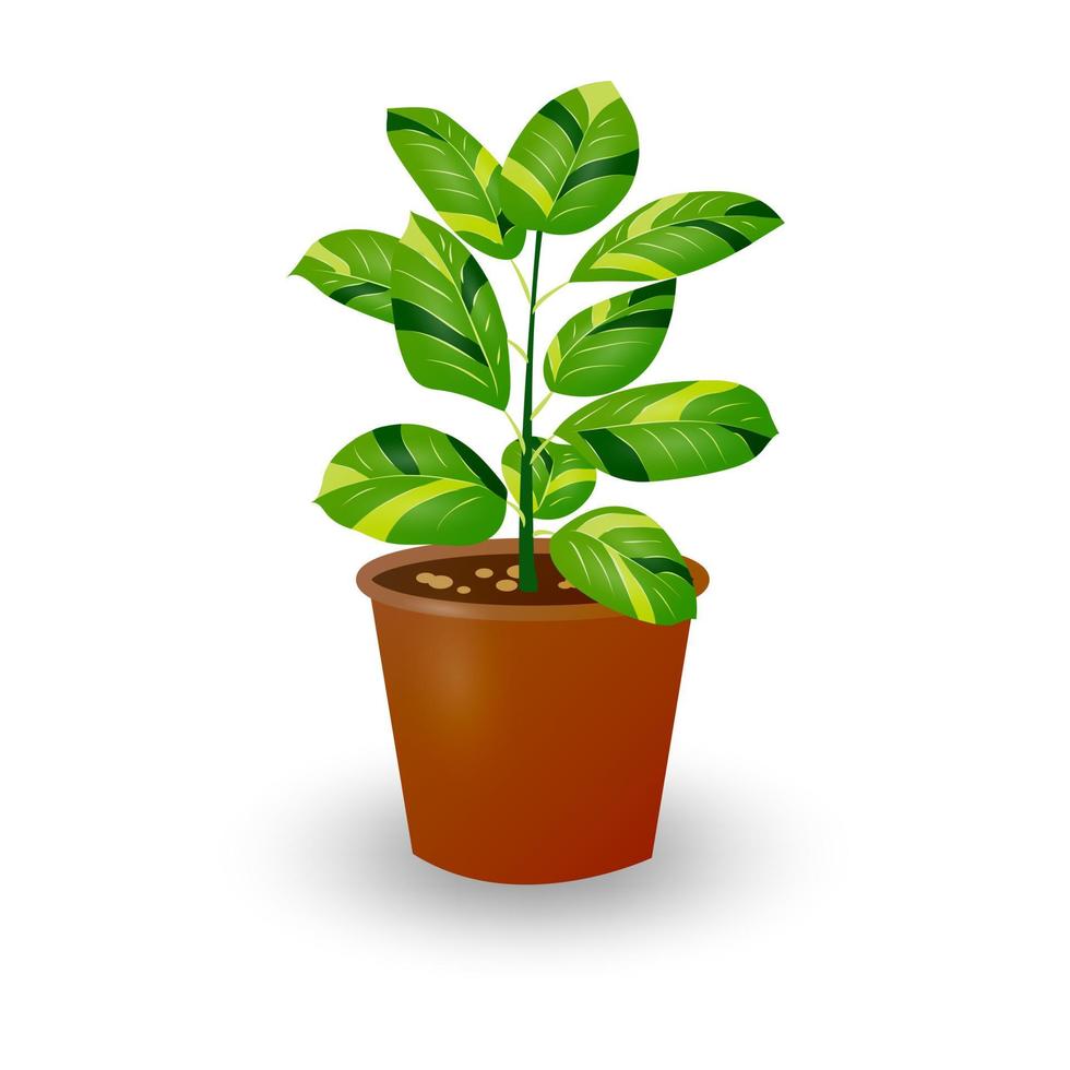 planta de ficus en maceta aislado sobre fondo blanco. planta decorativa para interior de casa u oficina. flor de la habitación. ilustración vectorial vector